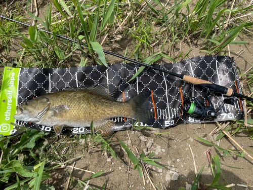 スモールマウスバスの釣果
