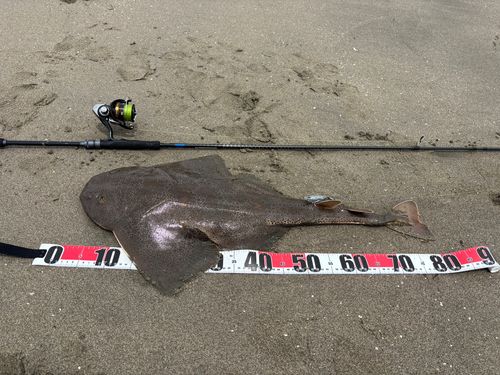 カスザメの釣果