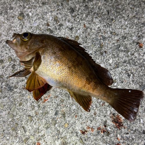 アカメバルの釣果