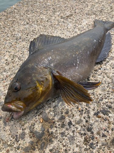 アイナメの釣果