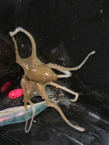 タコの釣果