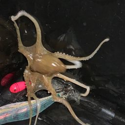 タコ