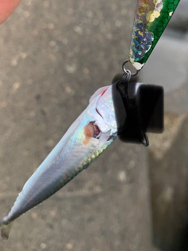 サバの釣果