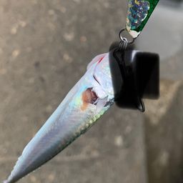 サバ