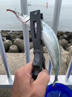 サヨリの釣果