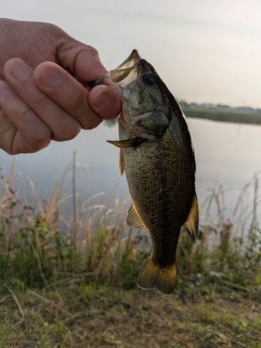 ラージマウスバスの釣果