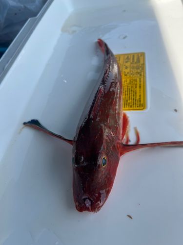 ホウボウの釣果