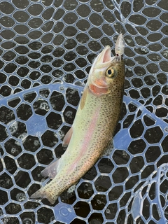 ニジマスの釣果