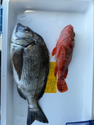 チヌの釣果
