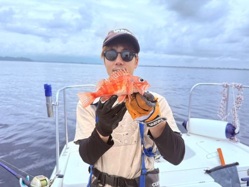 ユメカサゴの釣果