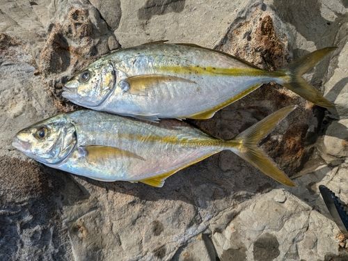 シマアジの釣果
