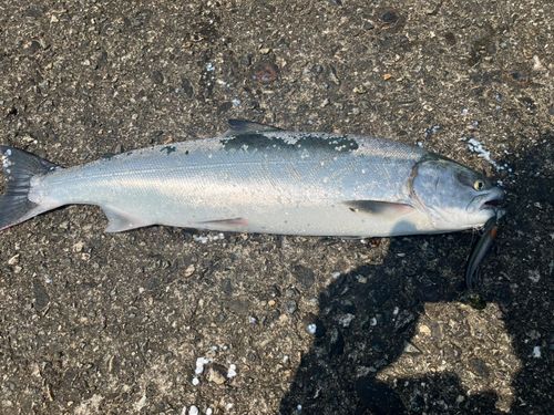 サクラマスの釣果