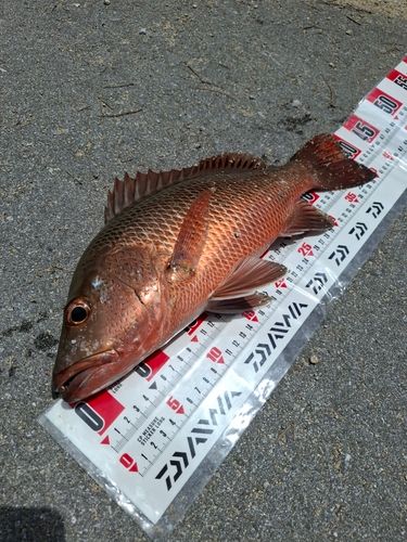 ゴマフエダイの釣果