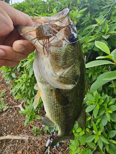 ラージマウスバスの釣果