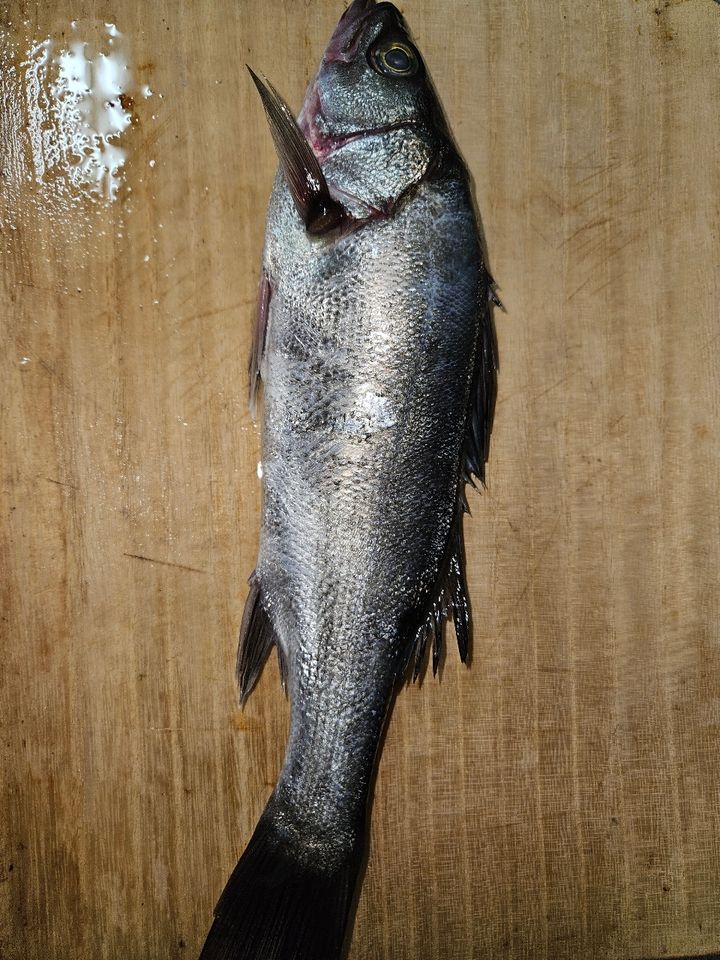 セイゴ（マルスズキ）