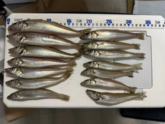 シロギスの釣果