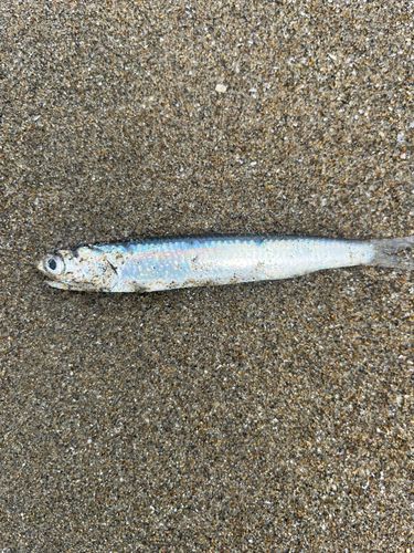 カタクチイワシの釣果