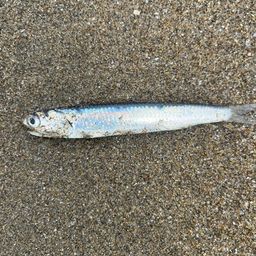 カタクチイワシ