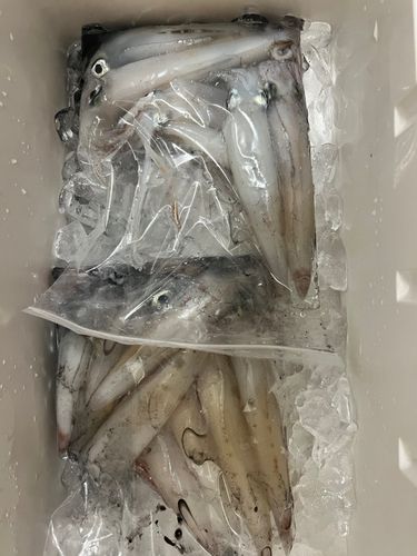 アカイカの釣果