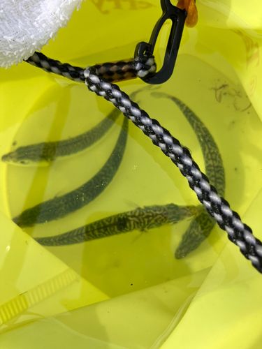 サバの釣果