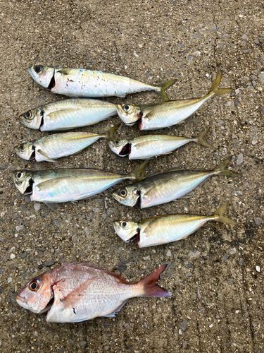 アジの釣果