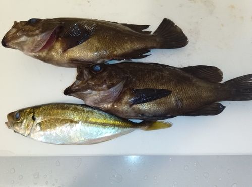 メバルの釣果