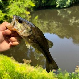 ラージマウスバス