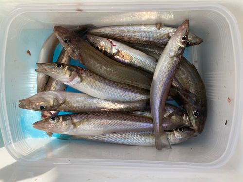キスの釣果