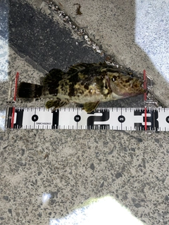 タケノコメバルの釣果