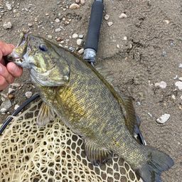 スモールマウスバス