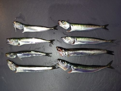 サバの釣果