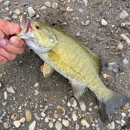 スモールマウスバス