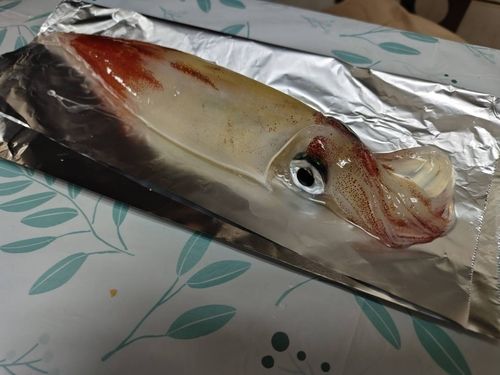 ケンサキイカの釣果