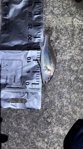 シログチの釣果