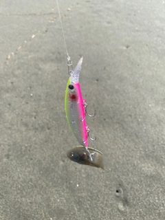 シタビラメの釣果