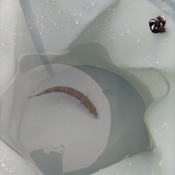 サバ
