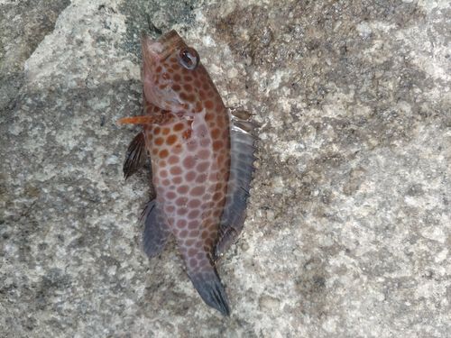 オオモンハタの釣果
