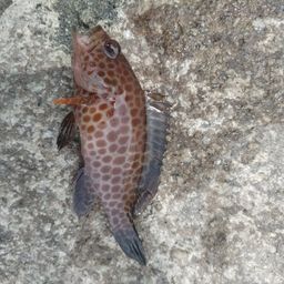 オオモンハタ