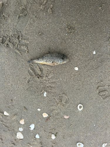 クサフグの釣果