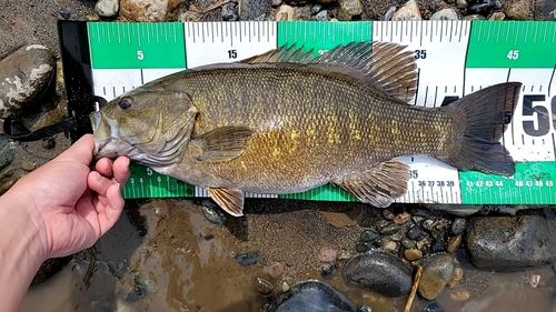 スモールマウスバスの釣果