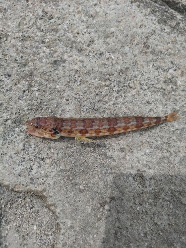 エソの釣果