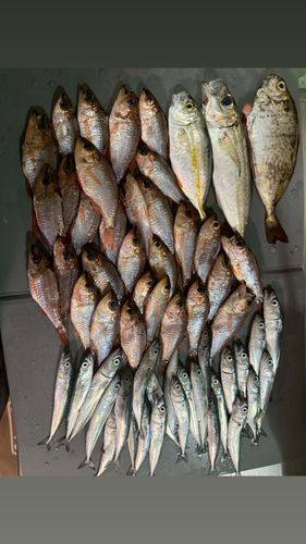 シマアジの釣果