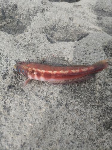 トラギスの釣果