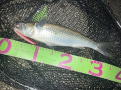 ボラの釣果