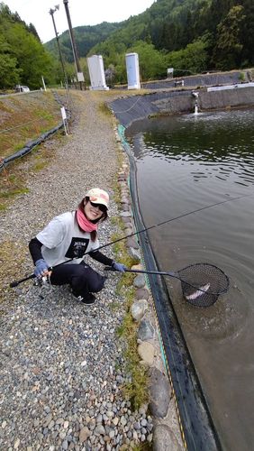 ニジマスの釣果