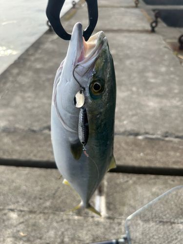 ハマチの釣果