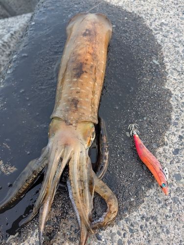 アオリイカの釣果