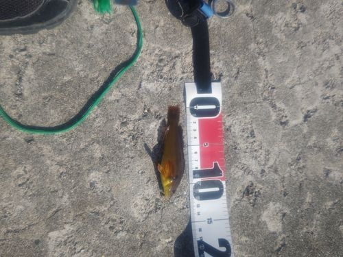 アイナメの釣果