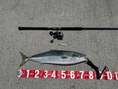 ハマチの釣果