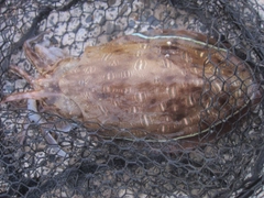 モンゴウイカの釣果